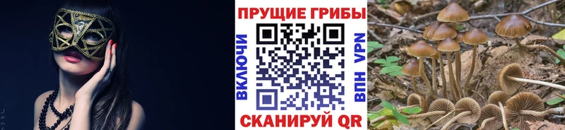 Купить закладки  Ершов  Псилоцибиновые грибы Psilocybine cubensis 